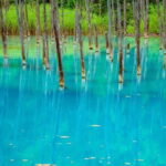 Private Day Trip to Asahiyama Zoo and Biei Blue Pond - Summary: Why Choose This Tour?
