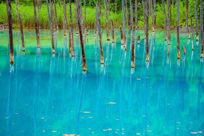 Private Day Trip to Asahiyama Zoo and Biei Blue Pond - Summary: Why Choose This Tour?