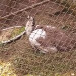 Private Day Trip To Central Zoo At Jawalakhel, Kathmandu - The Aquarium and Bird Showcases