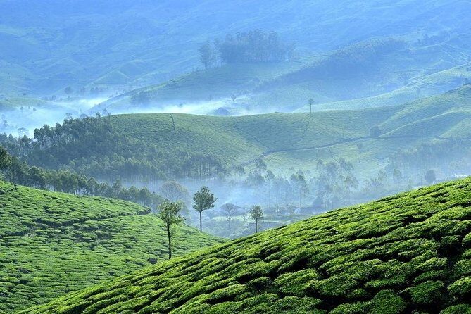 Private Day Trip to Munnar from Kochi (Cochin) - What We Love (and What to Consider)