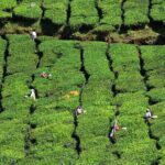 Private Day Trip to Munnar from Kochi (Cochin) - Practicalities and Considerations