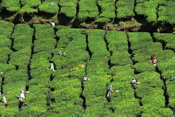 Private Day Trip to Munnar from Kochi (Cochin) - Practicalities and Considerations