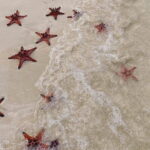PRIVATE Discover Phu Quoc Local life and Starfish Beach & Lunch - FAQs