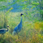 Private Excursion Trip to Bharatpur's Keoladeo National Park From Delhi - FAQs