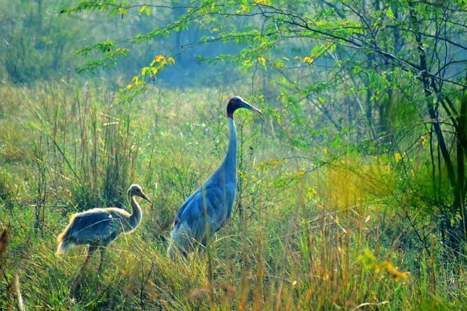 Private Excursion Trip to Bharatpur's Keoladeo National Park From Delhi - FAQs