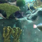 Private Family Day Tour in Guangzhou to Grandview Aquarium and Guangzhou Zoo - What’s Included and What You Should Know