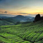 Private Full Day Tour : Cameron Highlands with Batu Caves Stopover - Who Should Consider This Tour?