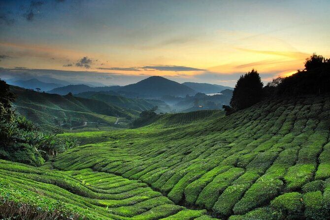Private Full Day Tour : Cameron Highlands with Batu Caves Stopover - Who Should Consider This Tour?