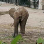 Private Full Day Tour to Harbin Beifang Forest Zoo and Optional Seafood Dinner - Practical Details & Tips
