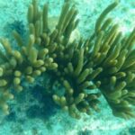 Private Glass Bottom Boat Ride in Trincomalee Beach Colombo - Final Thoughts: Who Should Consider This Tour?