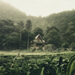 Private guided puncak day tour;Solo;Small Group - Practical Tips for Travelers