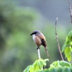 Private Half-Day Tour of Butterfly Sanctuary with Goan Meal - Practical Aspects of the Tour