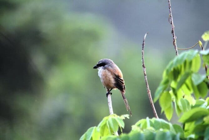 Private Half-Day Tour of Butterfly Sanctuary with Goan Meal - Practical Aspects of the Tour