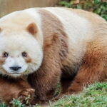 Private Half-Day tour of Xi'an Panda and 4 rare species Center - A detailed look at the Private Half-Day Tour of Xian Panda and 4 Rare Species Center