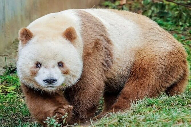 Private Half-Day tour of Xi'an Panda and 4 rare species Center - A detailed look at the Private Half-Day Tour of Xian Panda and 4 Rare Species Center