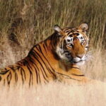 Private: Jaipur To Ranthambore One Way Drop in an AC Vehicle - Final Thoughts