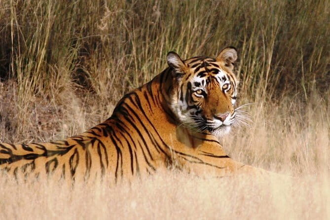 Private: Jaipur To Ranthambore One Way Drop in an AC Vehicle - Final Thoughts