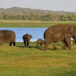 Private Jeep Safari to Kaudulla National Park - FAQs