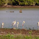 Private Jeep Safari tour at Wilpattu National Park from Sigiriya or Dambulla - Who Is This Tour Best For?