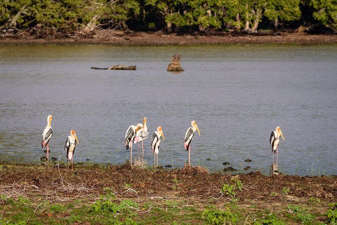 Private Jeep Safari tour at Wilpattu National Park from Sigiriya or Dambulla - Who Is This Tour Best For?