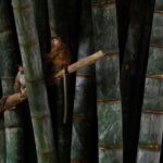 Private Kandy Day Tour From Negombo - What Reviewers Are Saying