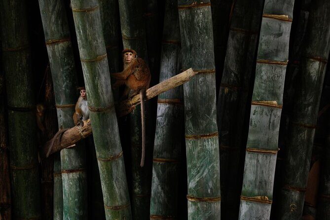 Private Kandy Day Tour From Negombo - What Reviewers Are Saying