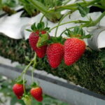 Private Nami Island and Organic Strawberry Farm Tour - Final Thoughts: Is This Tour Worth It?