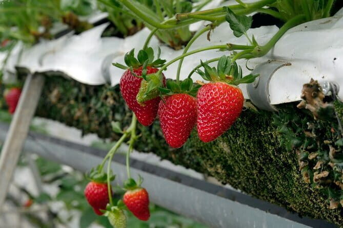 Private Nami Island and Organic Strawberry Farm Tour - Final Thoughts: Is This Tour Worth It?