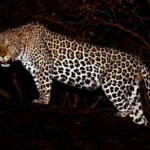 Private : Night Drive in Yala National Park Buffer Zone - Why Choose This Night Drive?