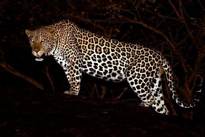 Private : Night Drive in Yala National Park Buffer Zone - Why Choose This Night Drive?