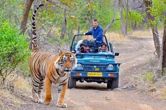 Private One Way Transfer From Jaipur To Ranthmbore - Final Thoughts