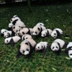 Private Panda Base and Leshan Buddha Day Tour from Chongqing - Analyzing the Value