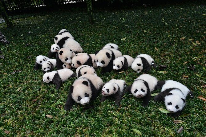 Private Panda Base and Leshan Buddha Day Tour from Chongqing - Analyzing the Value