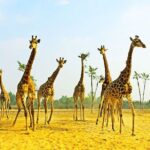 Private Seasonal Day Tour to Beidaihe from Beijing with Birding Experience - Authentic Insights from Travelers (Based on reviews)