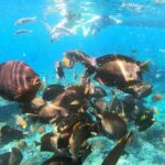 Private Small Group Snorkeling and West Nusa Penida Tour All Inclusive from Bali - What’s Included & What’s Not