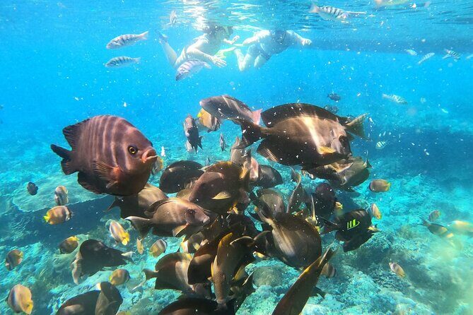 Private Small Group Snorkeling and West Nusa Penida Tour All Inclusive from Bali - What’s Included & What’s Not