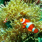 Private Snorkeling in 3 GiIi Islands - What We Loved About the Experience