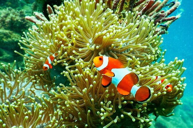 Private Snorkeling in 3 GiIi Islands - What We Loved About the Experience