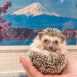 Private Sushi Making and Tsukiji Tour with Additional Activity - Why This Tour Works