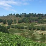 Private Tea Picking Tour and Taste in Yangshuo - Who Should Consider This Tour?