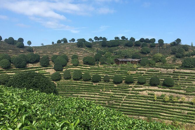 Private Tea Picking Tour and Taste in Yangshuo - Who Should Consider This Tour?