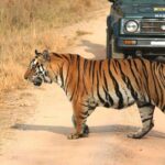 Private Tiger Safari to Panna National Park from Khajuraho - Frequently Asked Questions