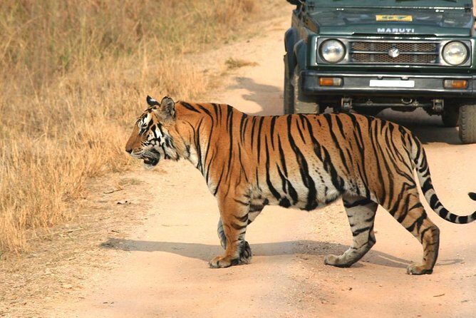 Private Tiger Safari to Panna National Park from Khajuraho - Frequently Asked Questions