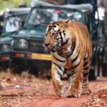 Private Tour: 2-Day Ranthambore National Park from Jaipur - Areas for Improvement