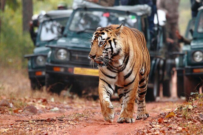Private Tour: 2-Day Ranthambore National Park from Jaipur - Areas for Improvement