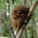Private Tour: Bohol - 2 Days and 1 Night - Final Thoughts