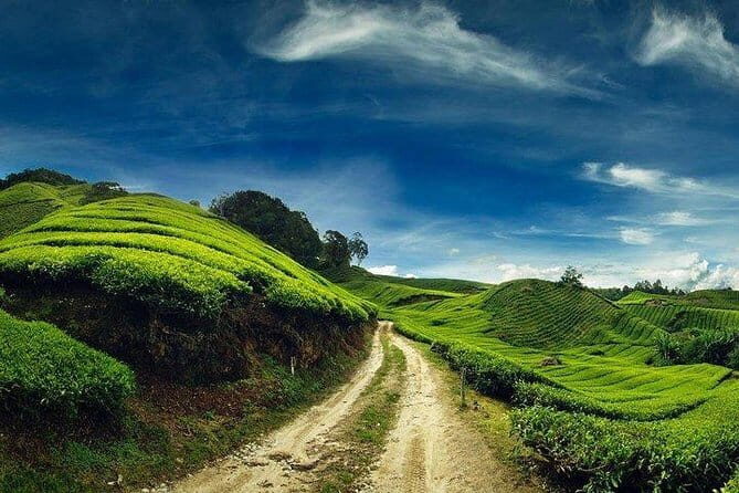 Private Tour : Cameron Highland Day Trip from Kuala Lumpur - Big Red Strawberry Farm: A Fruitful Stop