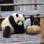 Private Tour Chengdu Panda Breeding Center with Volunteer - The Sum Up