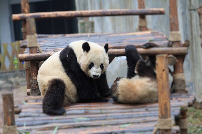 Private Tour Chengdu Panda Breeding Center with Volunteer - The Sum Up
