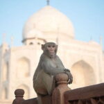 Private Tour: Day Trip to Agra from Dehi including Taj Mahal and Agra Fort - The Itinerary in Detail